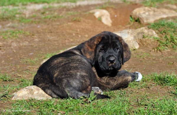Puppy from 'Torrestio', born September 2012
Oliveros VII de Riolago X Pizarra de Torrestio

Keywords: torrestio puppyspain