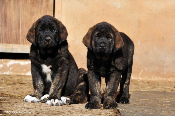 Puppies from kennel 'Torrestio', born September 2012
Oliveros VII de Riolago X Pizarra de Torrestio

Keywords: torrestio puppyspain