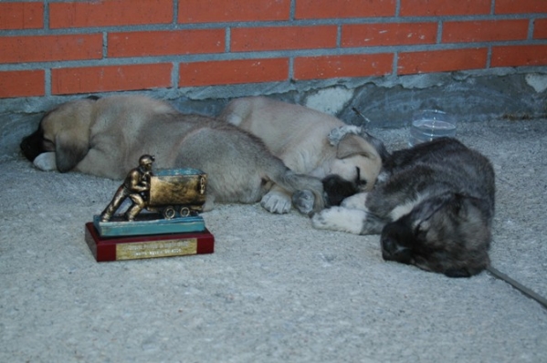 Trophy and puppies at the - Villablino, León - 06.08.2006
Keywords: 2006