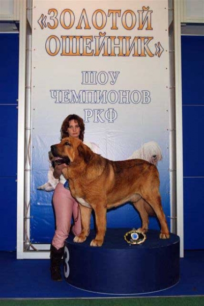 Neron de Filandon - Best of Breed Spanish Mastiff 2008 in Show 'Gold Collar-2008', Moscow, Russia 20.12.2008
(Dumbo de Reciecho x Troya de Buxionte)
Born: 16.07.2006 
Keywords: 2008 cortedemadrid