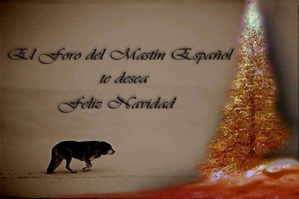 Merry Christmas 2010 from 'El Foro del Mastín Español'
http://mastinespanol.foroactivo.es/foro/
