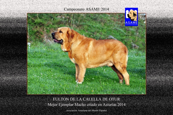 Championship ASAME 2014 - Fulton de la Callella de Otur: Mejor Ejemplar Macho criado en Asturias 2014
Keywords: calelladeotur 2014