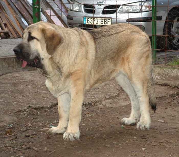 Grabiel de la Ribera del Pas - 6½ months old
(LLanero de Ablanera x Mola de la Valleja)  

Keywords: puppyspain puppy cachorro