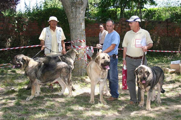 Kennel Fonteferra - Best Breeding Group - Puebla de Sanabria, Zamora, 23.07.2006
Photo: Juan Garrido -  © Copyright
Keywords: 2006 fonteferra