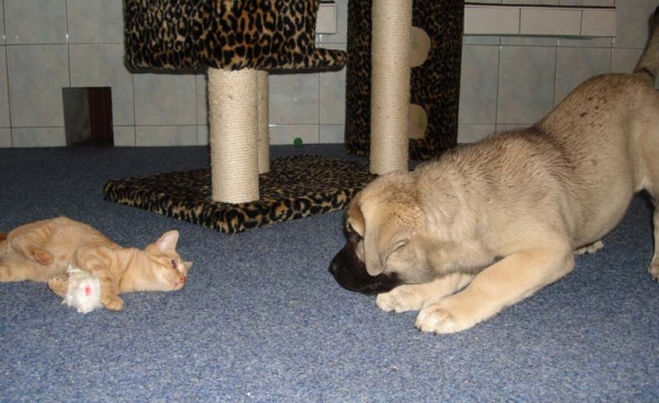 Mastín and kitten from Mastibe
Keywords: pet mastibe