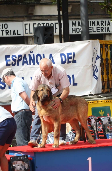 Noble de Autocan: VG 1 - Puppy Males, Luarca, Asturias, Spain (AEPME), 21.07.2012
Keywords: 2012