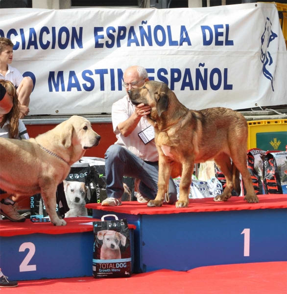 Ring Best Puppy Males - Luarca, Asturias, Spain (AEPME), 21.07.2012
2. Fenix de Montes del Pardo
1. Noble de Autocan
Keywords: 2012