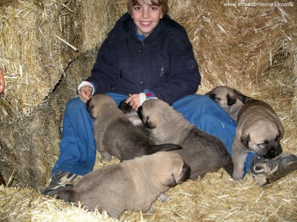Cachorros de mastín leonés (Enero 2005)
Keywords: alija puppy kids