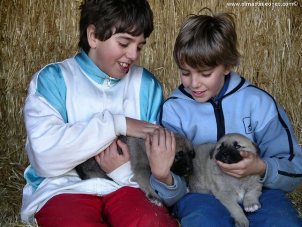 Cachorros de mastín leonés (Enero 2005)
Keywords: alija kids puppy
