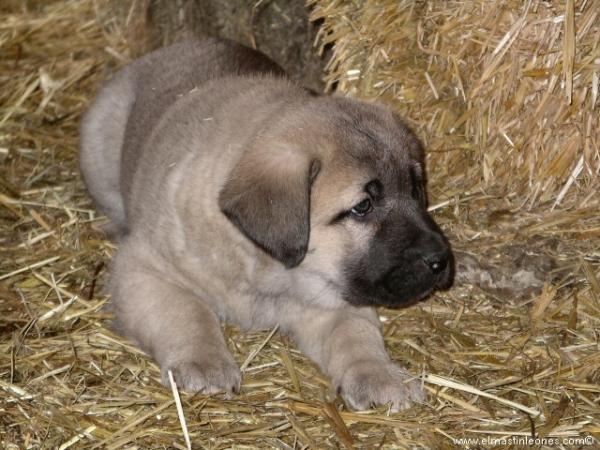 Cachorro de mastín leonés (Enero 2006)
Keywords: puppyspain puppy cachorro