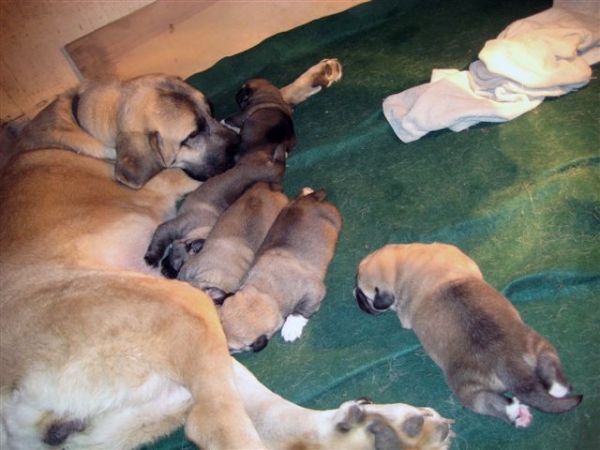 Morsa de Galisancho (Darla) and her puppies born 28.10.2007
Keywords: himmelberg