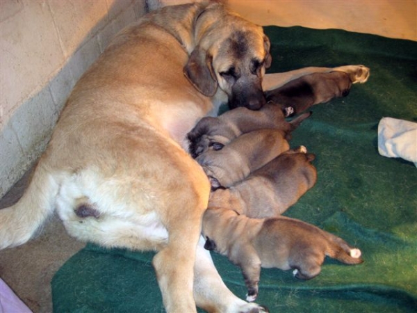 Morsa de Galisancho (Darla) and her puppies born 28.10.2007
Keywords: himmelberg