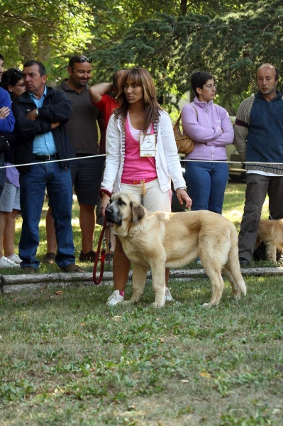 Puppy Class Males / Clase Cachorros Machos - Barrios de Luna 2009
Owner: Enrique López
Keywords: 2009