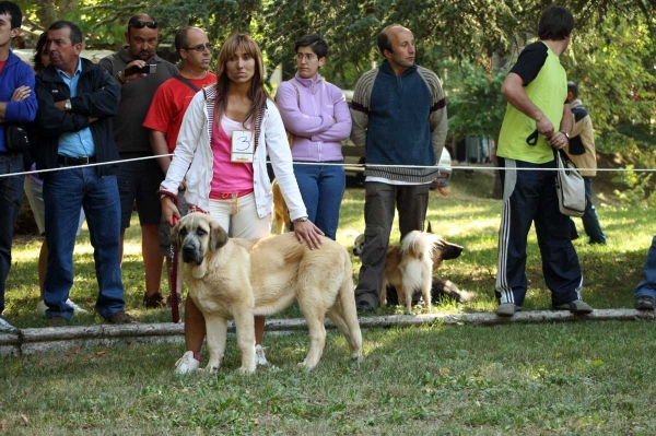 Puppy Class Males / Clase Cachorros Machos - Barrios de Luna 2009
Owner: Enrique López
Keywords: 2009