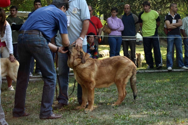 Ciro de Tierra de Orbigo: 1. - Puppy Class Males / Clase Cachorros Machos - Barrios de Luna 2009
Owner: Manuel Garrido
Keywords: 2009