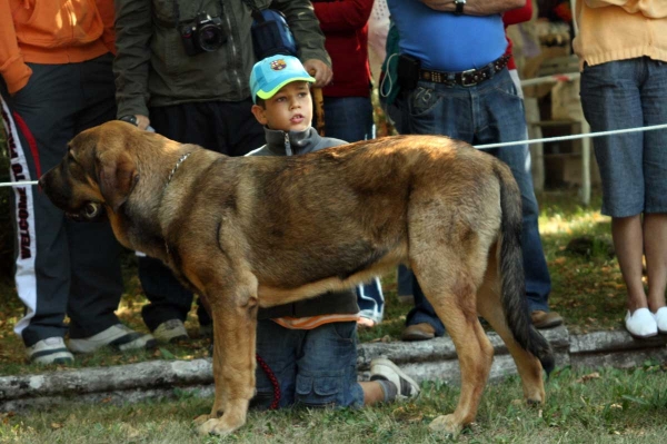 Ciro de Tierra de Orbigo: 1. - Puppy Class Males / Clase Cachorros Machos - Barrios de Luna 2009
Owner: Manuel Garrido
Keywords: 2009