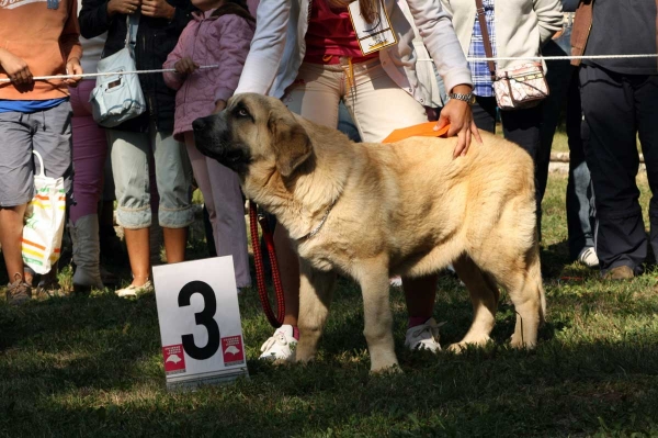 3. - Puppy Class Males / Clase Cachorros Machos - Barrios de Luna 2009
Owner: Enrique López
Keywords: 2009