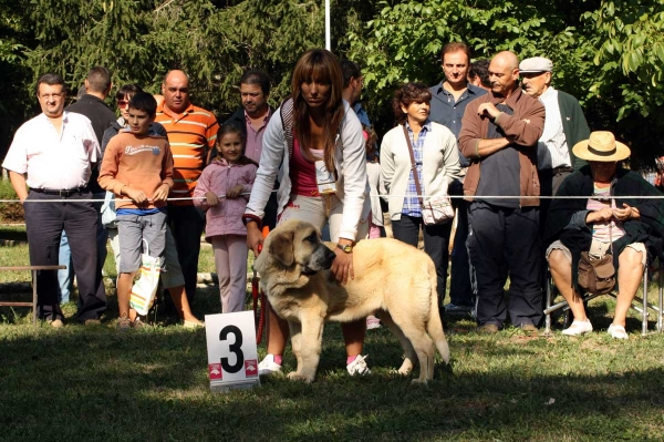 3. Puppy Class Males / Clase Cachorros Machos - Barrios de Luna 2009
Owner: Enrique López
Keywords: 2009