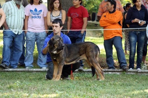 Puppy Class Females - Clase Cachorros Hembras - Barrios de Luna 2009
Keywords: 2009