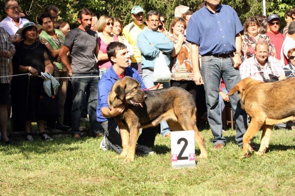 Puppy Class Females / Clase Cachorros Hembras - Barrios de Luna 2009
Keywords: 2009