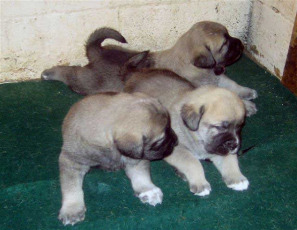 Puppies from Angel De La Asturias (USA) - born 28.10.2007
Keywords: himmelberg