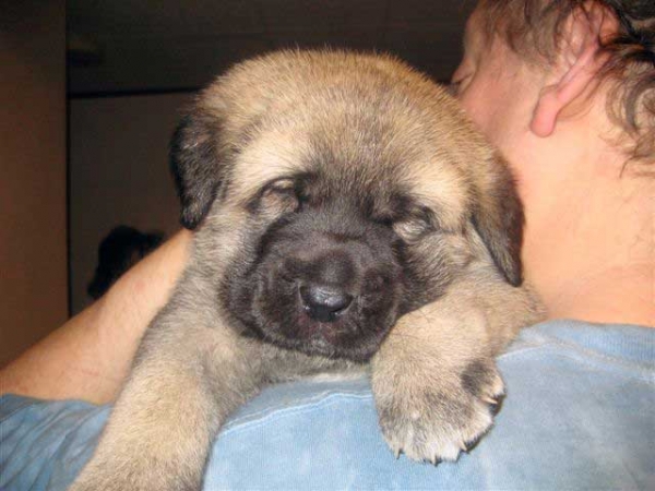Puppy from Angel De La Asturias (USA) - born 28.10.2007
Keywords: himmelberg