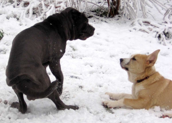 Spanish Mastiff puppy Ava of the Witches Meltingpot playing with 8 month old neo puppy, Bono.
Keywords: latimer pet snow nieve