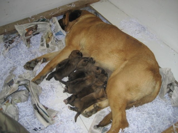 Pampa & her puppies born 27.03.2008
Toro de Montes del Pardo x Pampa de Montes del Pardo 
27.03.2008 

Keywords: luchan