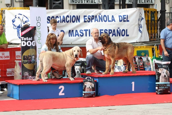 Ring Puppy Males -  Luarca, Asturias, Spain (AEPME), 21.07.2012
2. Fenix de Montes del Pardo
1. Noble de Autocan
Keywords: 2012
