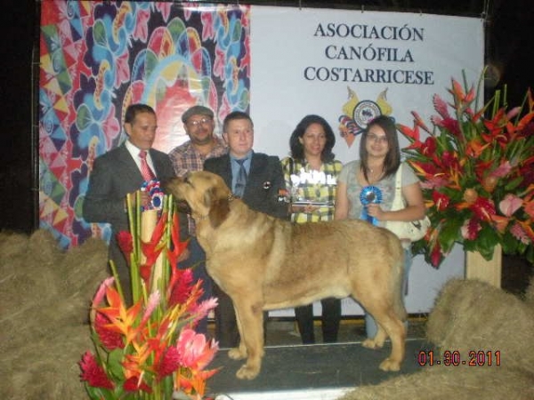 Rufo de Montes del Pardo: Best In Show (BIS) - I Exposicion Nacional Costa Rica 2011
Judge: Oscar Valverde
Keywords: 2011 ircave