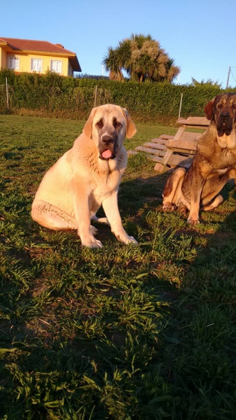 La cachorra Boni con su amiga Braira de Abelgas.
Keywords: basillon