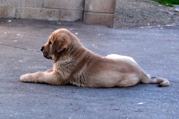 Llagarón de La Cangueta 
(Enol de Tierra de Orbigo x Aranda de Fontexunquera)
Keywords: cangueta puppyspain