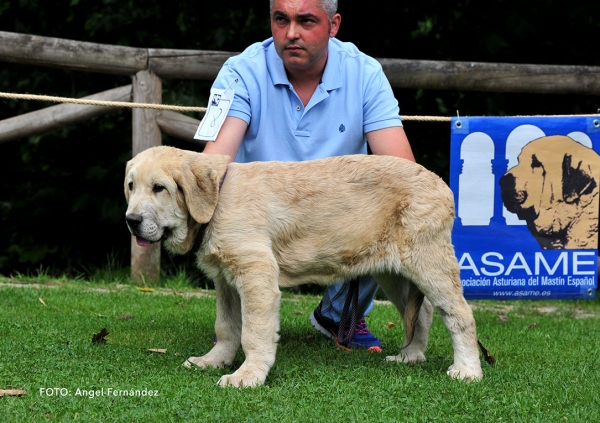 Cain de Gustamores: VG 5 - Young Puppies Males - Cangas de Onis, Asturias, Spain -  08.07.2017 (ASAME)
Keywords: 2017 asame gustamores