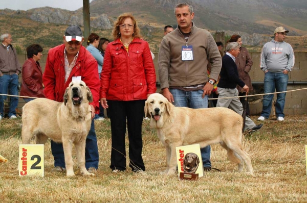 Best Puppy - Mejor Cachorro Absoluto: Borona de Los Zumbos - San Emiliano, León, 19.08.2007
2. Autocan
1. Los Zumbos
Keywords: 2007 zumbos