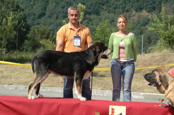 Zangarron de Los Zumbos: Best Puppy/Mejor Cachorro Absoluto - Villablino, León, 05.08.2007
Photo: Francisco Baz 
Keywords: 2007