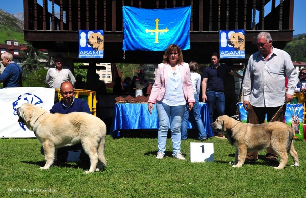 Ring Best Young Puppy, Arriondas, Asturias, Spain 04.05.2013
2. Dante Stick de Lunava
1. Toga de Fuente Mimbre
Keywords: 2013