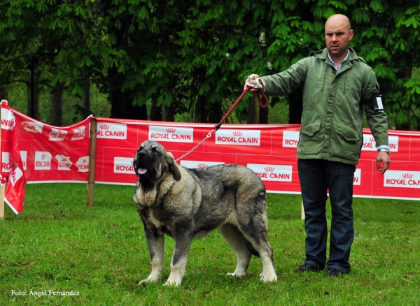 Best Puppy: Ternas de Riolago, Puppy Class Males - Castañada, Cantabria - 28.04.2012 
Keywords: 2012