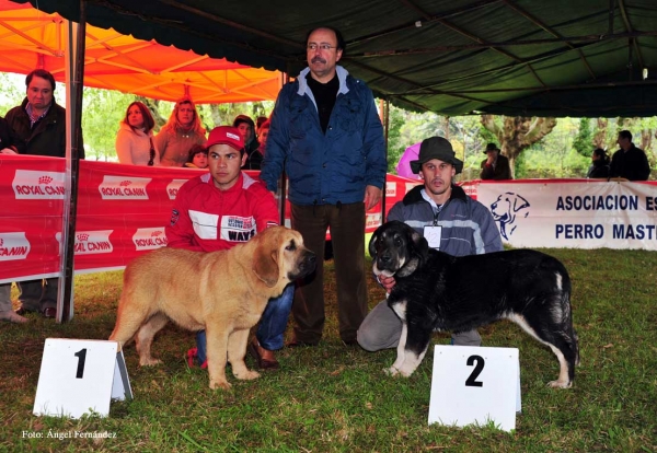 Ring Best Young Puppy: 1. Kazan de Montes del Pardo, 2. Elina de Carceña - Castañada, Cantabria - 28.04.2012  
Keywords: 2012