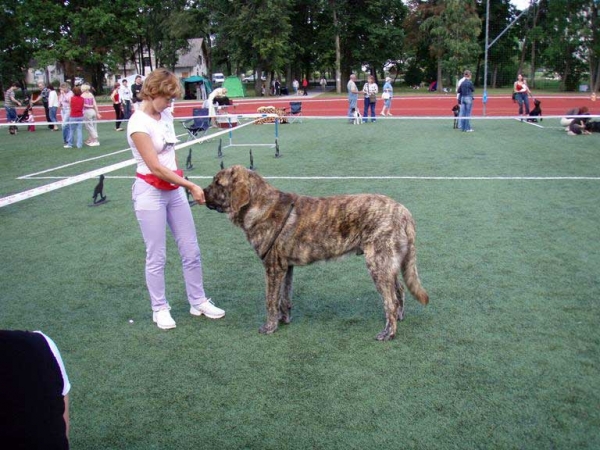 Emperador Lu Dareva: Young Winner (CAJC) & BOB - National Dog Show, Marupe , Latvia, 28.07.2007 & Speciality Show  for FCI group 2, 29.07.2007
(Druso de la Aljabara x Franchesca Mastibe)
Born: 05.10.2006
Keywords: 2007 dambo
