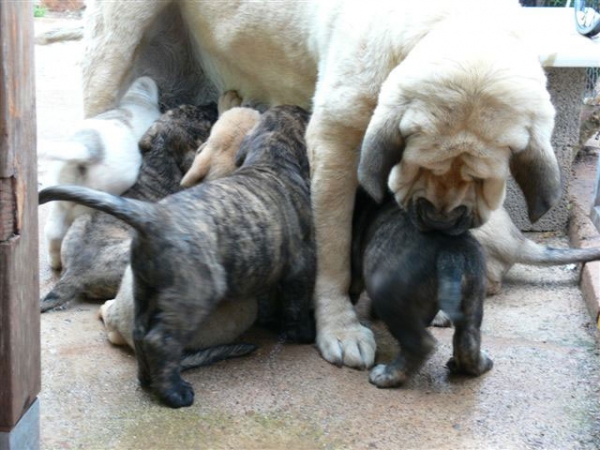 Aitana del Agostadero con sus cachorros nacidos 05.04.2008



Keywords: payuelos
