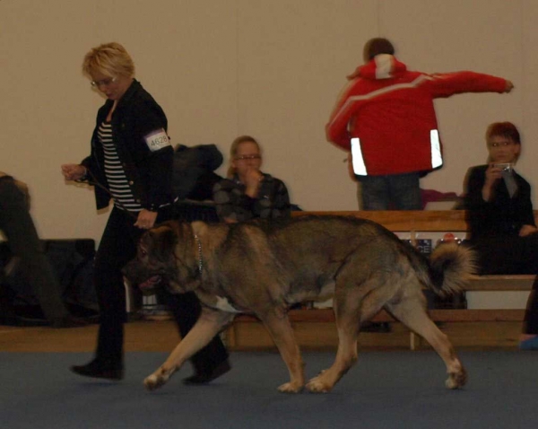 Muscular Azlan El Mundo: Sufficient - Junior Class Males, International Dog Show "FINNISH WINNER 2008", Helsinki, Finland - 14.12.2008
(Drakon Beark Cerny Levhart x Zuzozonzo Zufolodezanzara)
Born: 04.07.2007
Keywords: 2008