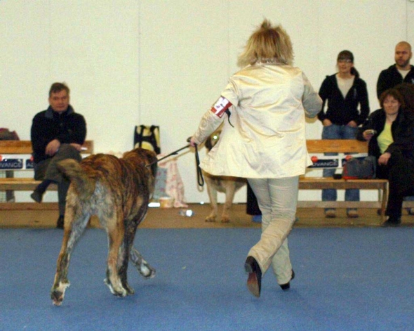 Trasgu de Abarrio: Very Good 3 - Junior Class Males, International Dog Show "FINNISH WINNER 2008", Helsinki, Finland - 14.12.2008
(Tigre de Ablanera x Sierra de La Vicheriza)
Born: 26.11.2007
Keywords: 2008
