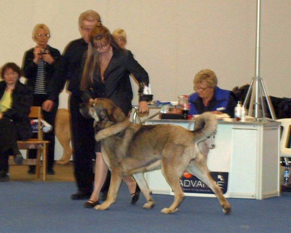 Roda de Los Zumbos Exc. 1 - Champion Class Females, International Dog Show "FINNISH WINNER 2008", Helsinki, Finland - 14.12.2008
(Lince de Tranchumancia x Serena de Los Zumbos)
Born: 01.10.2005
Keywords: 2008