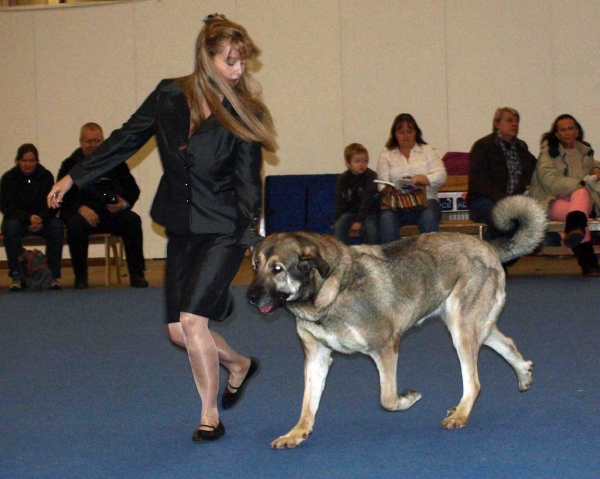 Roda de Los Zumbos Exc. 1 - Champion Class Females, International Dog Show "FINNISH WINNER 2008", Helsinki, Finland - 14.12.2008
(Lince de Tranchumancia x Serena de Los Zumbos)
Born: 01.10.2005
Keywords: 2008