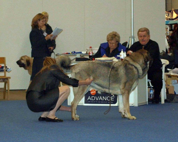Roda De Los Zumbos Exc. 1 - Champion Class Females, International Dog Show "FINNISH WINNER 2008", Helsinki, Finland - 14.12.2008
(Lince de Tranchumancia x Serena de Los Zumbos)
Born: 01.10.2005
Keywords: 2008