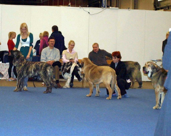 Females - International Dog Show "FINNISH WINNER 2008", Helsinki, Finland - 14.12.2008
Keywords: 2008
