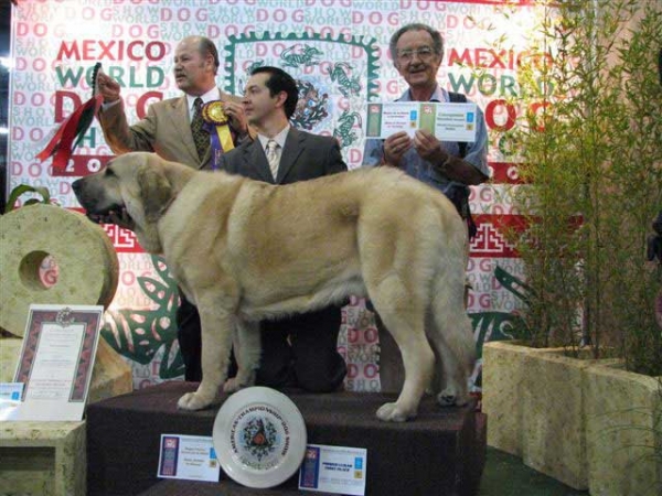 Pando de Fuente Mimbre: Exc. 1, Best Male, BOB & World Winner - World Dog Show Mexico 2007
