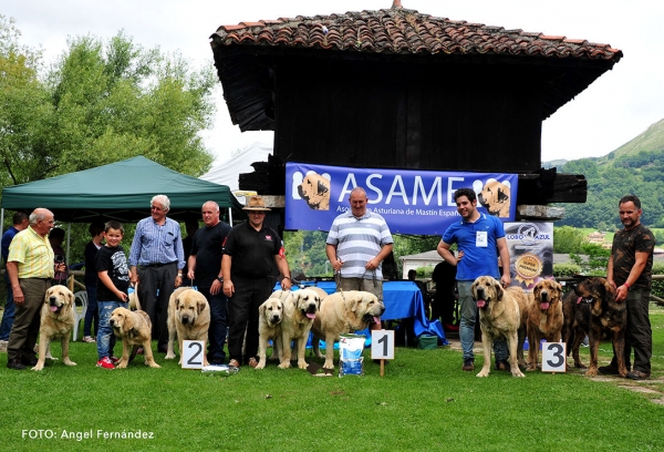 Podium Breeding Group - Cangas de Onis, Asturias, Spain - 08.07.2017 (ASAME)
Keywords: 2017 asame