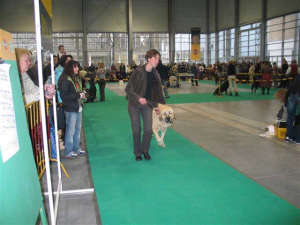 Sanson del Dharmapuri - Intermediate Class Males, World Dog Show, Poznan 2006
(Rubi de Montes del Pardo x Fani) 
Born: 16.12.2004
Breeder: Kennel Dharmapuri
Owner: Joanna Turek
Keywords: fresu