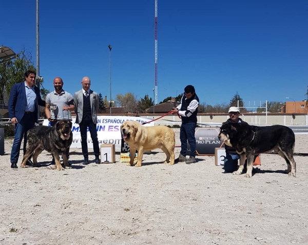 Abiertas machos, VI Concurso de Mastín Español, AEPME - Cuenca, Spain 13.04.2019
Kľúčové slová: 2019